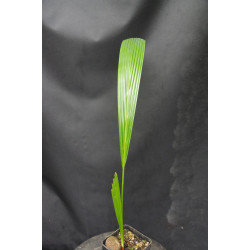 Johannesteijsmannia altifrons - Joey-Palme