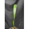 Johannesteijsmannia altifrons - Joey-Palme