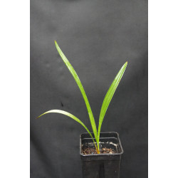 Livistona benthamii