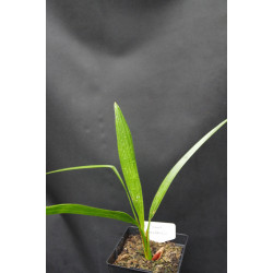 Phoenix canariensis - Kanarische Dattelpalme