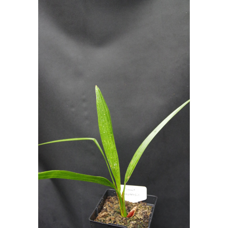 Phoenix canariensis - Canary Date Palm Phoenix canariensis - Canary Date Palm