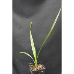 Phoenix dactylifera - Echte Dattelpalme