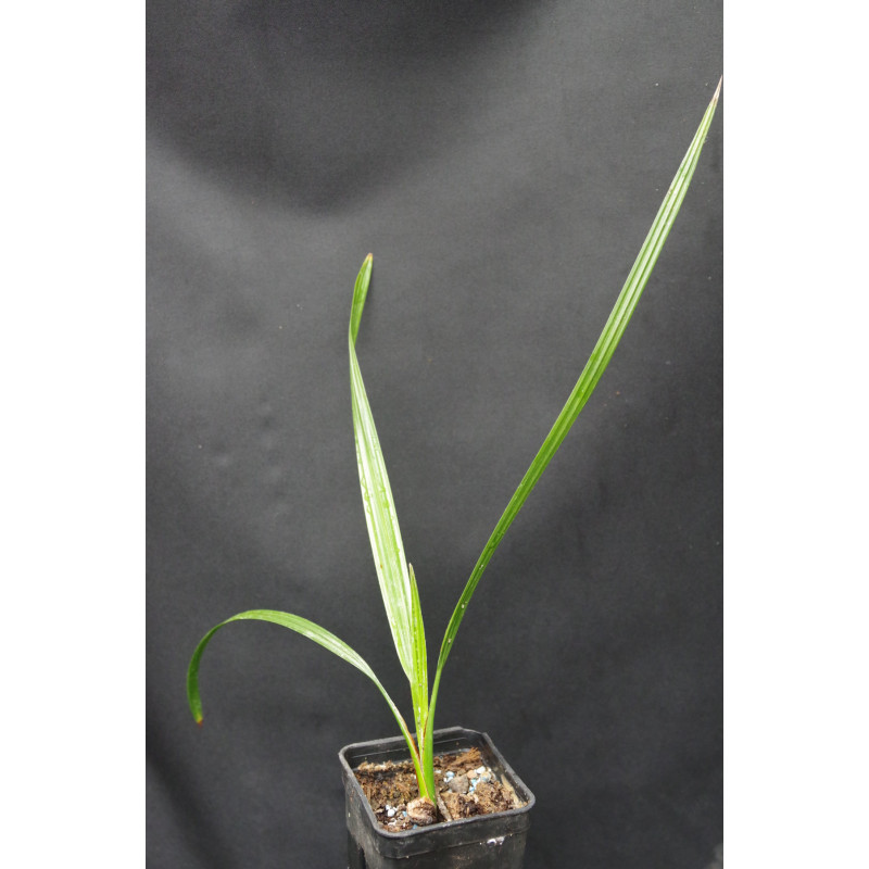 Phoenix dactylifera - Date Palm