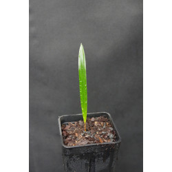 Rhapis micrantha - Beccaris Steckenpalme