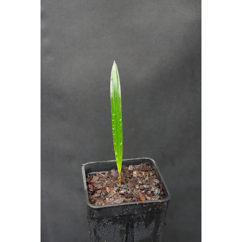 Rhapis micrantha - Beccaris Steckenpalme