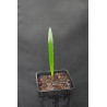 Rhapis micrantha - Beccaris Steckenpalme