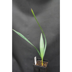 Sabal minor - Zwerg-Palmettopalme