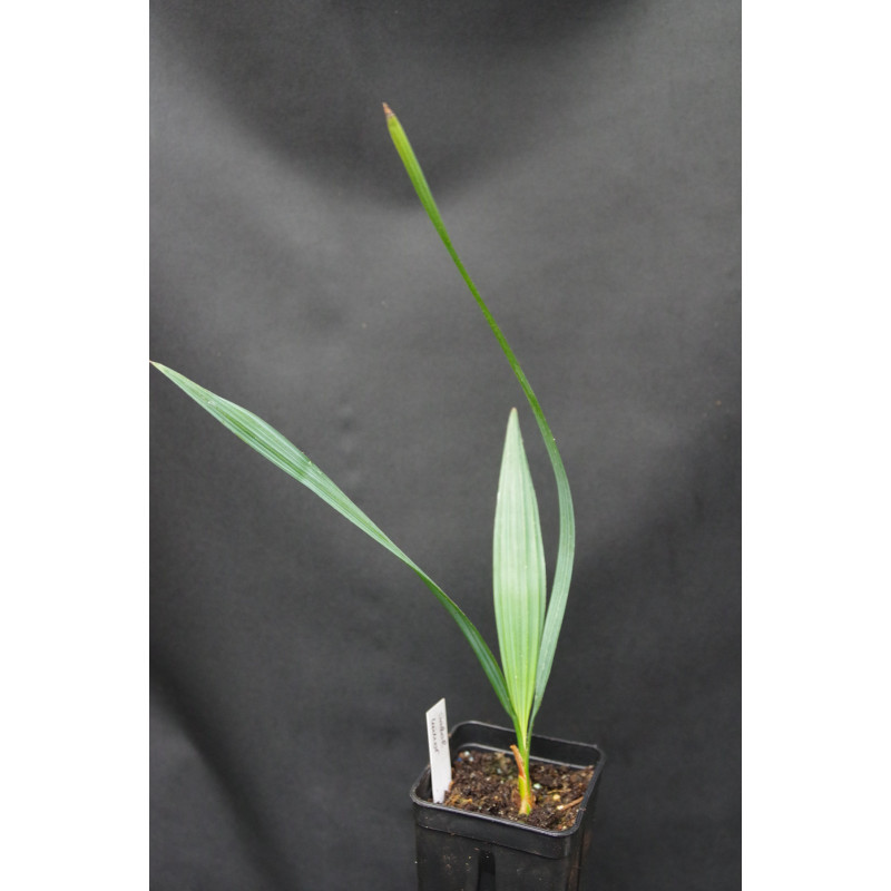 Sabal minor - Dwarf Palmetto Palm