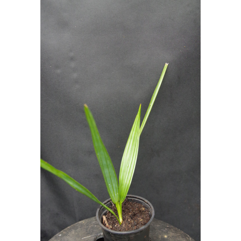 Sabal palmetto - Palmetto Palm