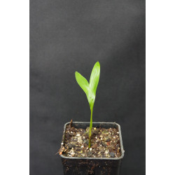 Satakentia liukiuensis - Satake-Palme