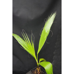 Washingtonia filifera - Washington-Palme