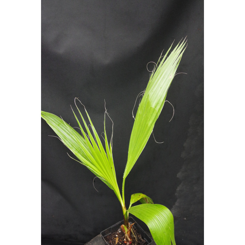 Washingtonia filifera - Washington Palm Washingtonia filifera - Washington Palm