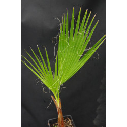 Washingtonia robusta - Petticoat-Palme