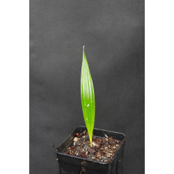 Cryosophila guagara - Guagara-Palme