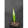 Cryosophila guagara - Guagara-Palme