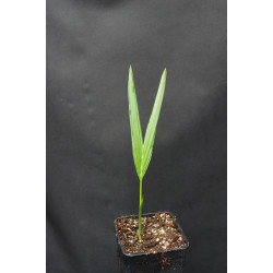 Gaussia maya (syn. Opsiandra m.) - Maya-Palme