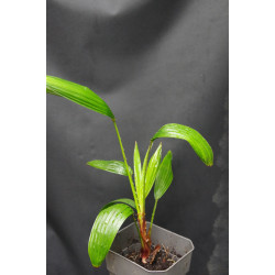 Livistona australis - Australische Schirmpalme