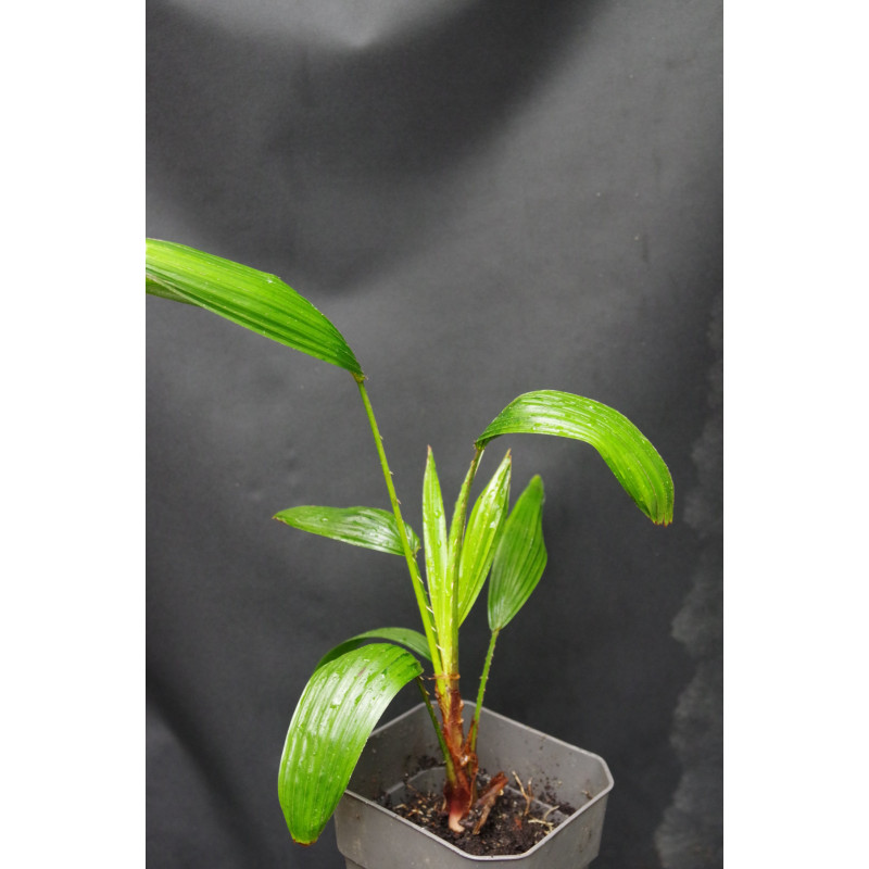 Livistona australis - Australische Schirmpalme
