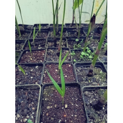 Hydriastele selebica (syn Gronophyllum selebicum)