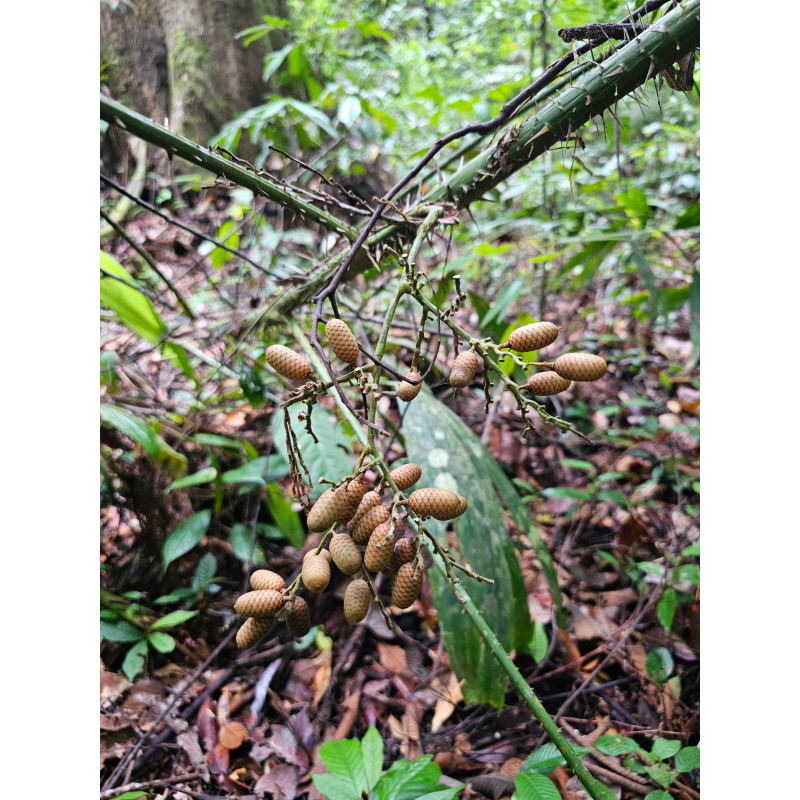 Calamus sp. "long fruit"