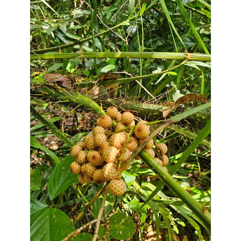 Calamus sp. "White fruit"