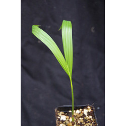 Adonidia merrillii - Weihnachts-Palme