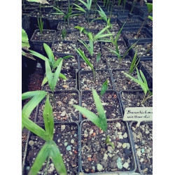Burretiokentia vieillardii