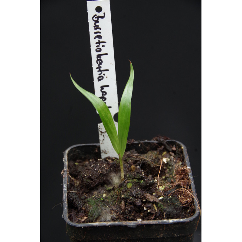 Burretiokentia hapala - Rasta-Palme Burretiokentia hapala - Rasta-Palme