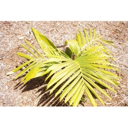 Burretiokentia hapala - Rasta-Palme