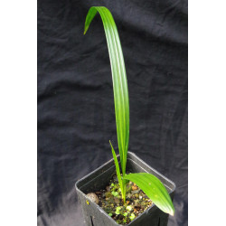 Syagrus romanzoffiana "litoralis" (St. Catarina)