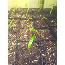 Phoenicophorum borsigianum - Borsigs Palme