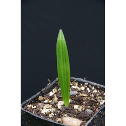 Sabal sp. "Tamaulipas"