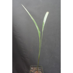 Washingtonia x filibusta