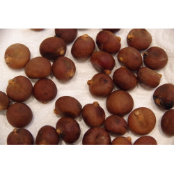 Brahea dulcis "Blue"