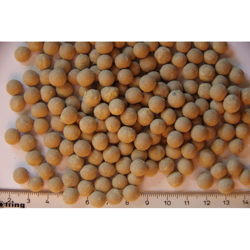 Livistona inermis - Schmalblättrige Schirmpalme