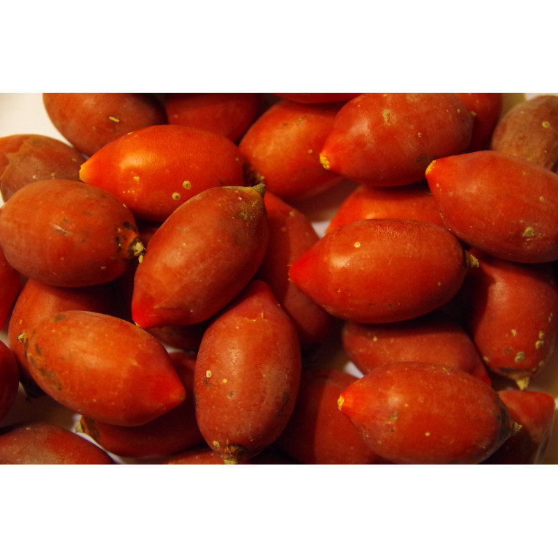 Chambeyronia macrocarpa "Watermelon" - Rotblattpalme Chambeyronia macrocarpa "Watermelon" - Rotblattpalme