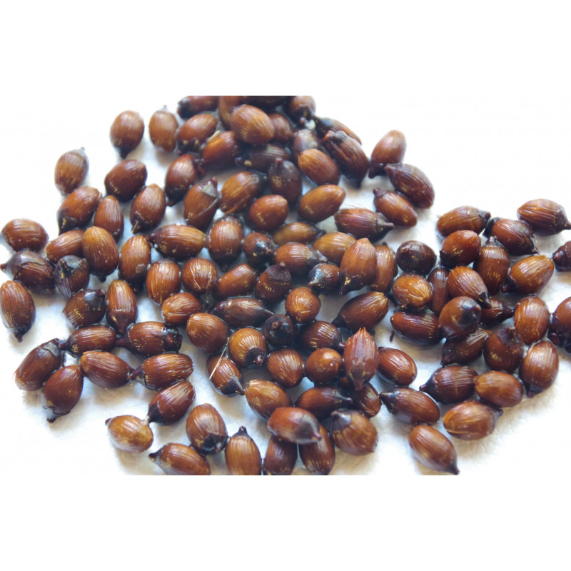 Dransfieldia micrantha (syn. Heterospathe m.)