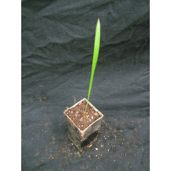 Livistona humilis - Niedrige Schirmpalme