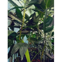 Chamaedorea metallica - Metallische Bergpalme