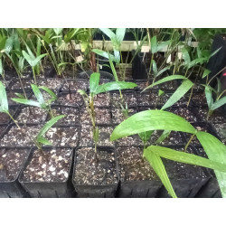 Chambeyronia macrocarpa "Watermelon" - Watermelon-Red Leaf Palm