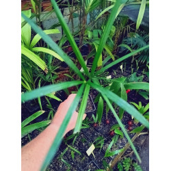 Myrialepis paradoxa