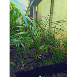 Ravenea glauca "Isalo" - Sihara-Palme