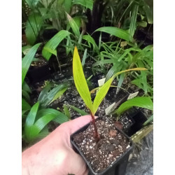 Verschaffeltia splendida - Seychellen-Stelzenpalme