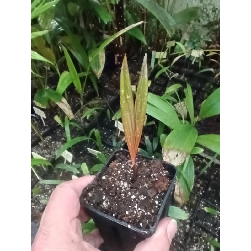 Loxococcus rupicola - Datula Palm Loxococcus rupicola - Datula Palm