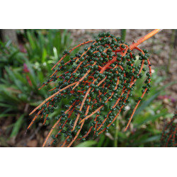 Chamaedorea cataractarum - Fluss-Bergpalme