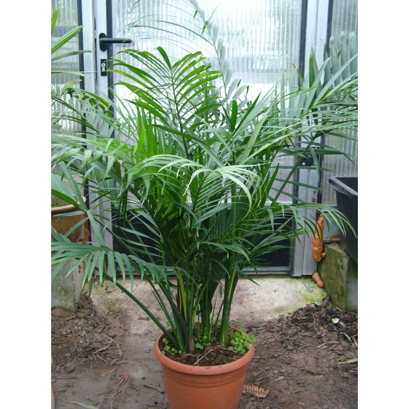 Chamaedorea cataractarum - Fluss-Bergpalme