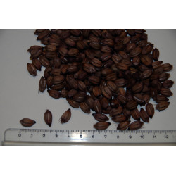 Ptychosperma pullenii
