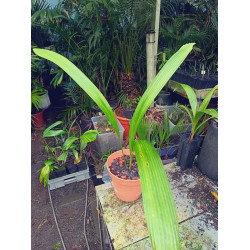 Johannesteijsmannia altifrons - Joey-Palme
