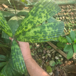 Lanonia sp. "Large Mottled"