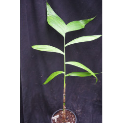 Chamaedorea warszewiczii